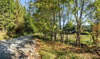 Leśna szutrowa droga biegnąca między drzewami w słoneczny, jesienny dzień.