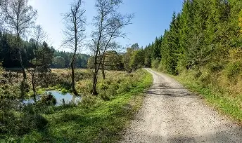 Szeroka szutrowa ścieżka prowadząca przez las obok małego stawu, w słoneczny dzień Beskidu Niskiego.
