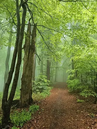 Zdjęcie lasu w Wysowej Zdrój